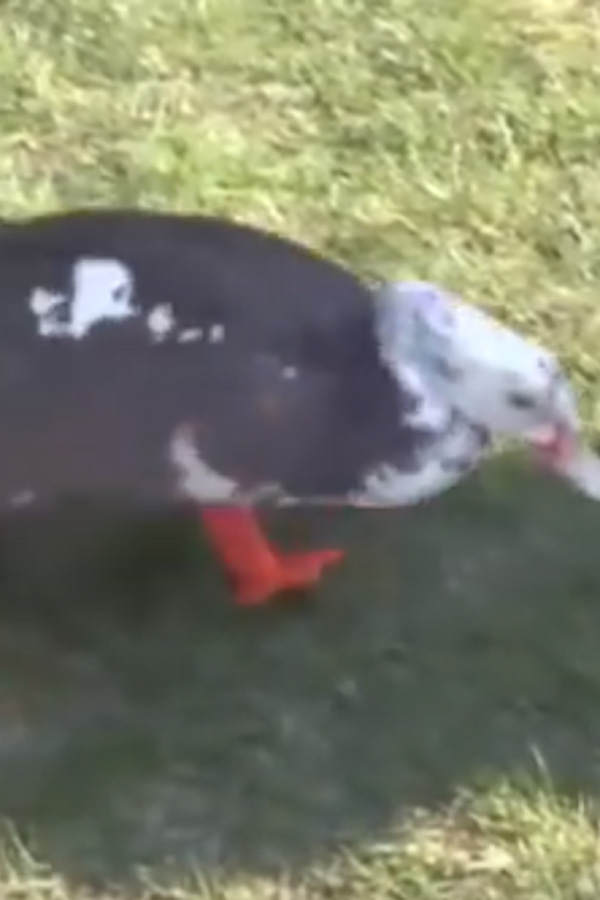 Ente Philip hat Füße aus dem 3D-Drucker