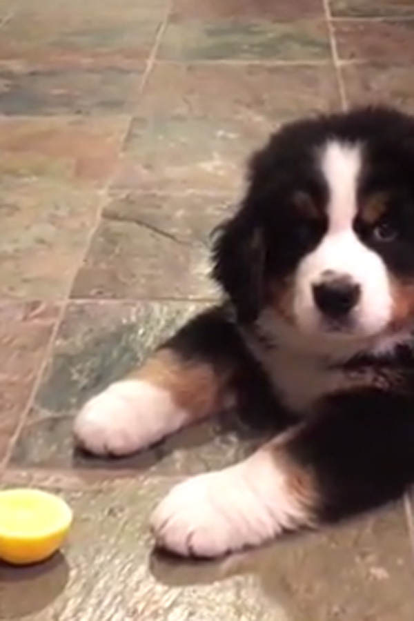 Hund gegen Zitrone