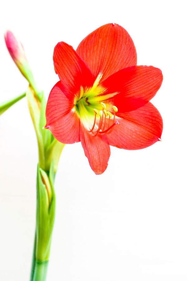Februar Geburtsblume