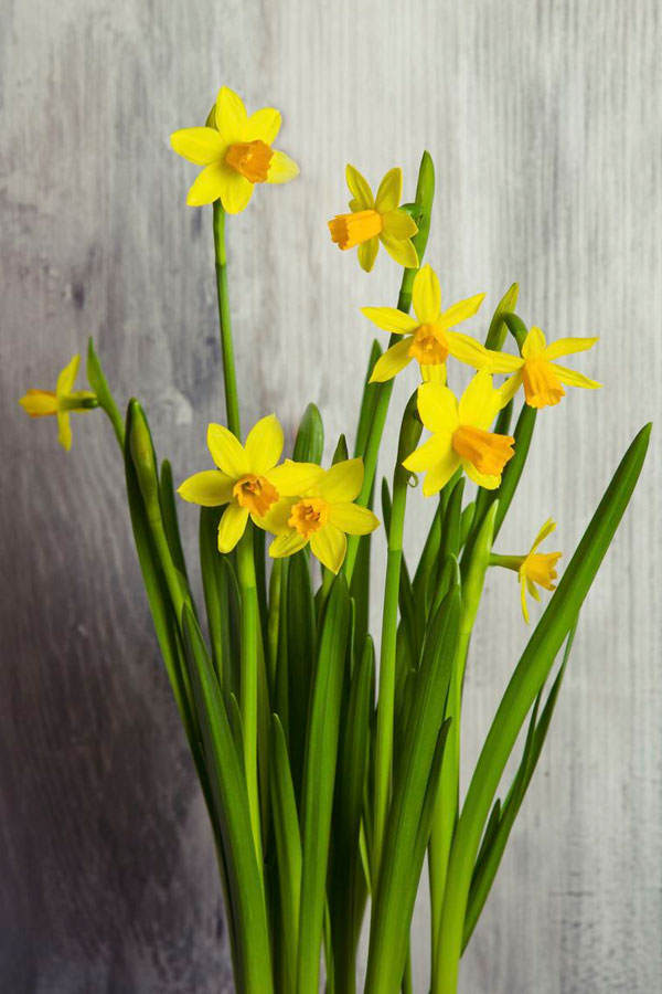Geburtsblume März