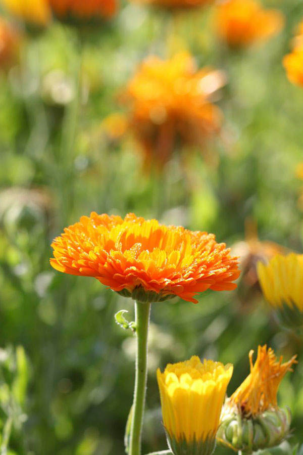 Geburtsblume Oktober