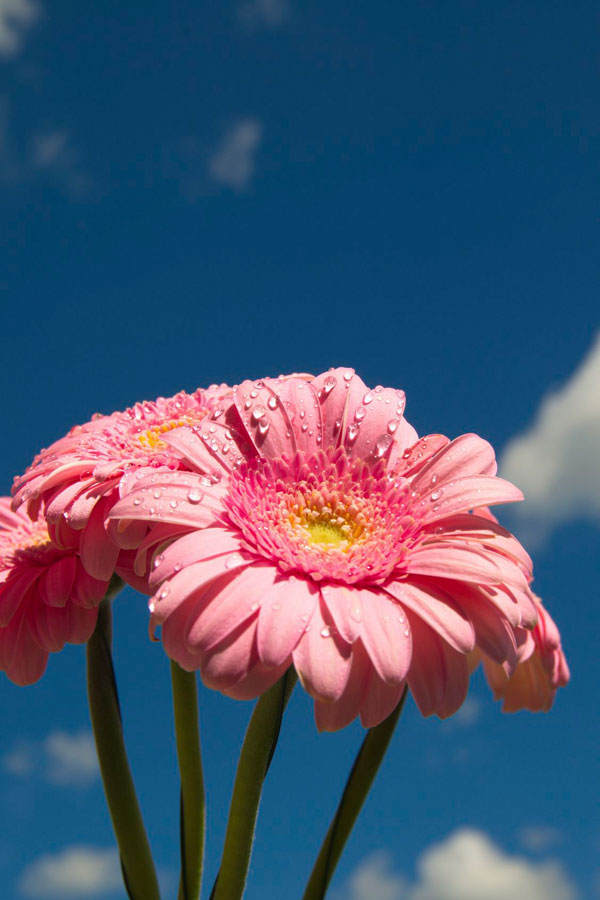 Geburtsblume November