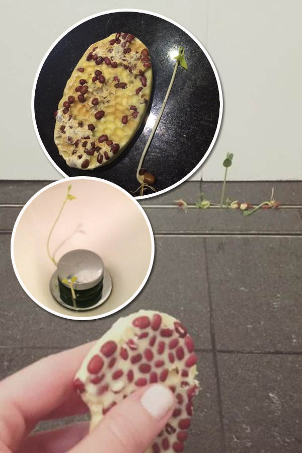 Pflanzen wachsen aus Lush-Produkt