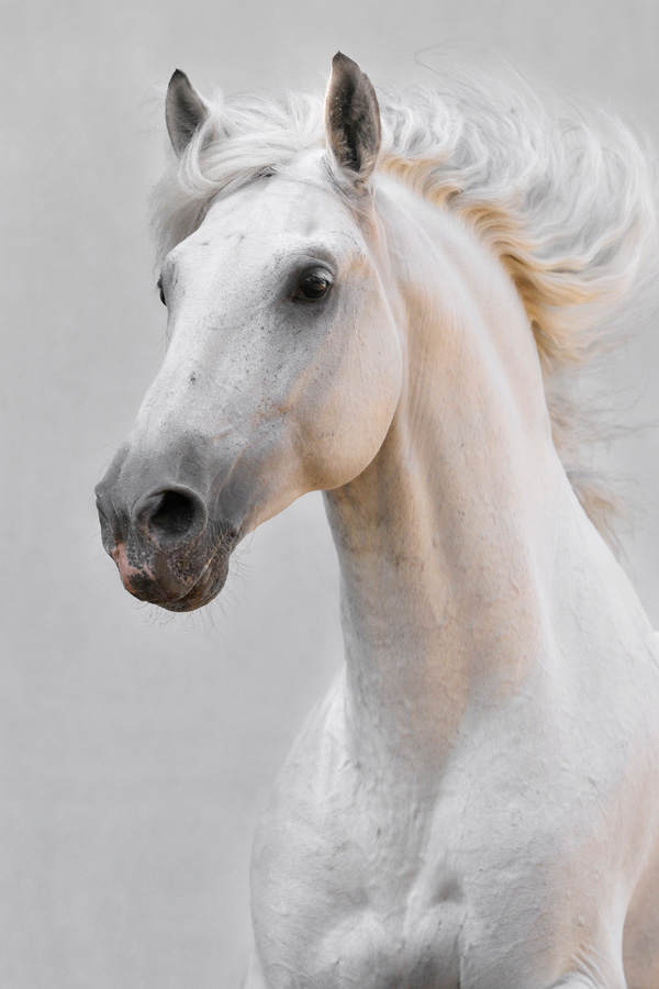 Ein eigenes Pferd
