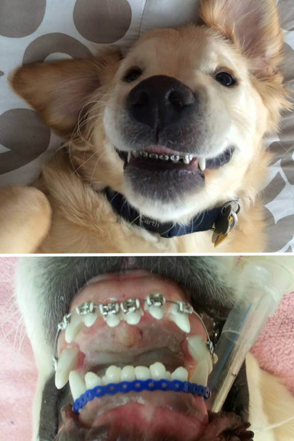 Dieser Hund hat eine Zahnspange