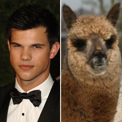 Taylor Lautner & Alpaca