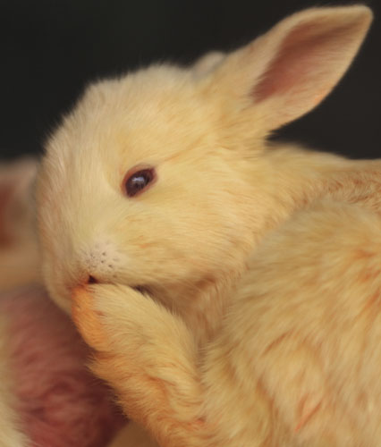 Hasenphobie: Angst vor Hasen