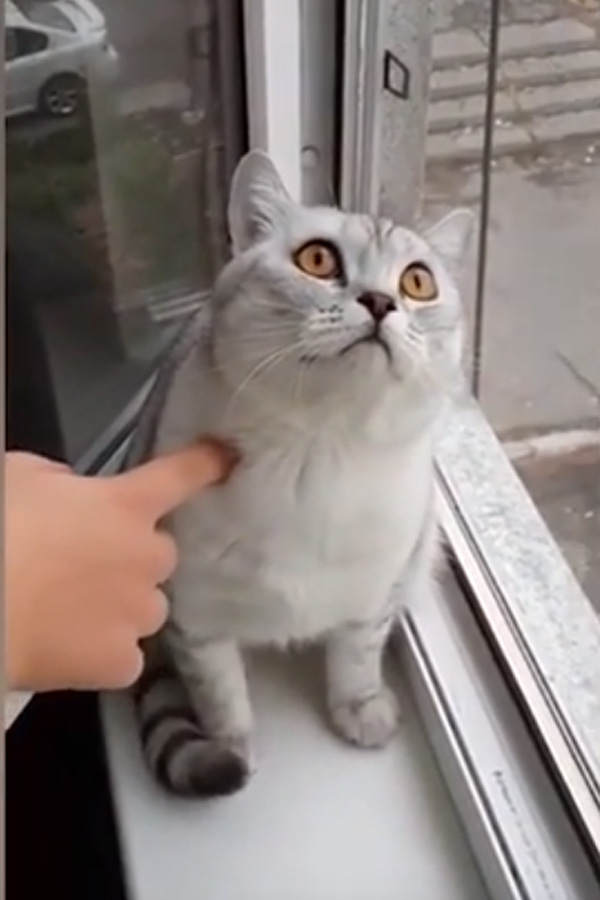 Die fokussierteste Katze der Welt