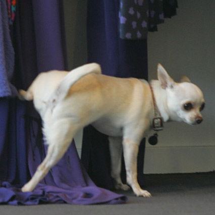Der Hund von Nicole Richie