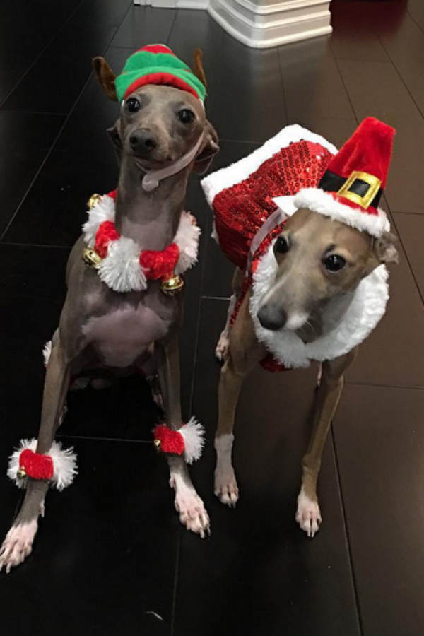 Kylie Jenner: Hunde im Weihnachts-Look