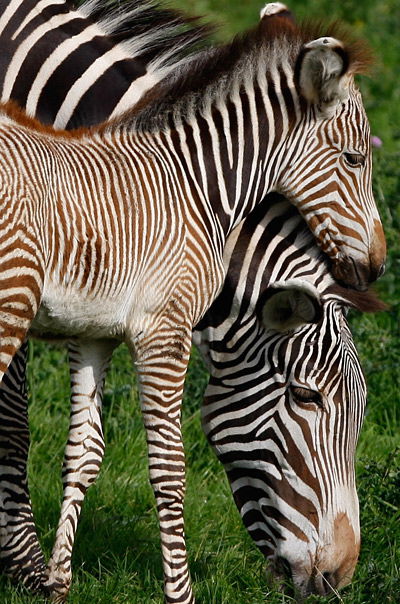 Kuschelndes Zebra-Baby mit Mama