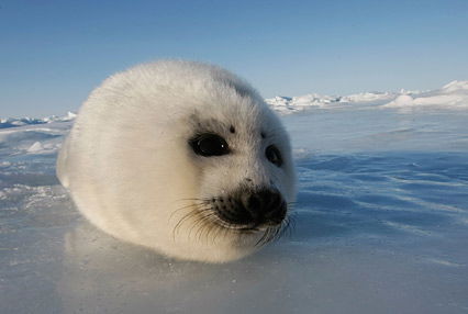 Flauschiges Robben-Baby