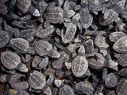 Niedliche Schildkröten-Babys