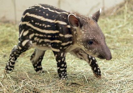 Kleines Tapirbaby