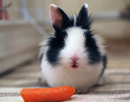 Kleiner flauschiger Hase