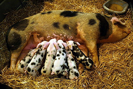 Mama-Schwein mit kleinen Ferkeln