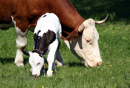 Kalb mit Mama-Kuh