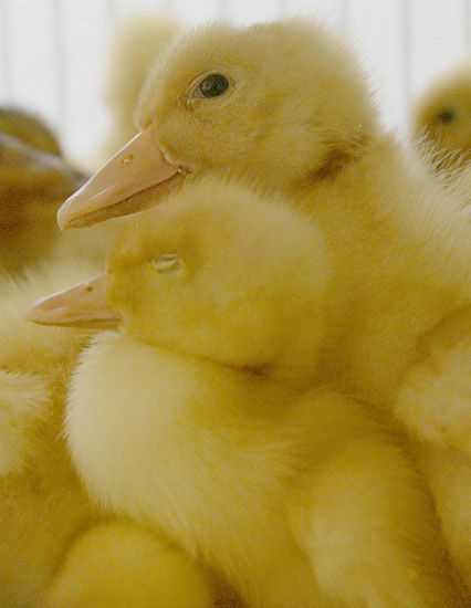 Kleine, gelbe Küken