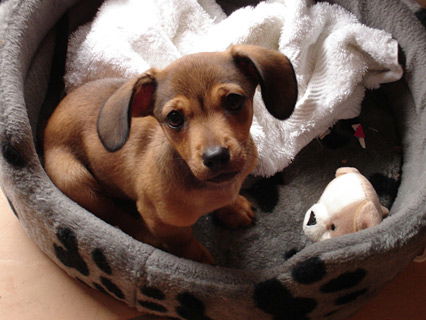 Süßer Hundewelpen