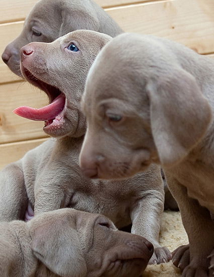 Kleine Hundebabys