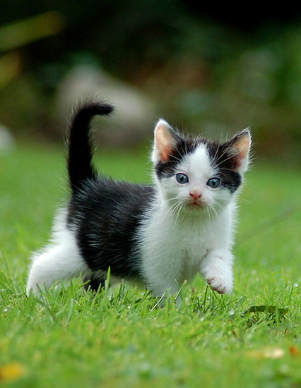 Junges Katzenbaby