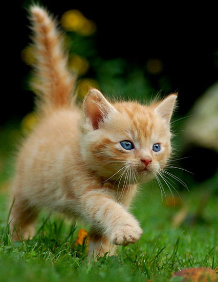 Süßer Mini-Kater