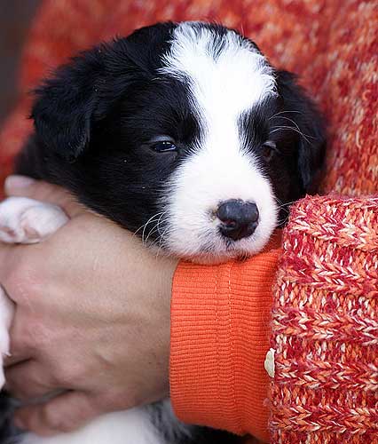 Bordercollie-Welpe Ice