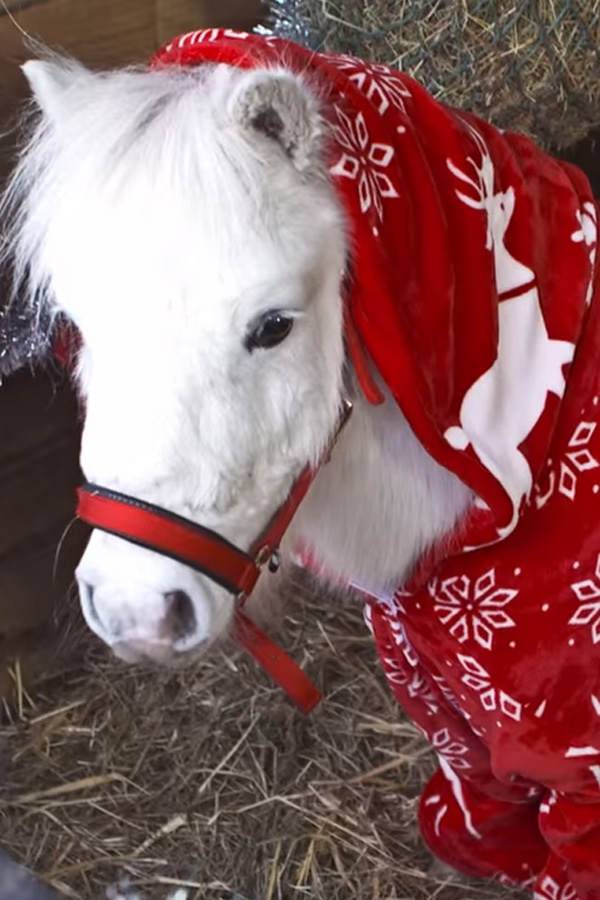 Daffy, das Shetland-Pony im Onesie