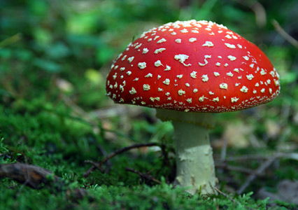 Funny Pilz-Spruch