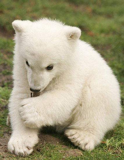 Eisbär-Baby Knut aus Berlin