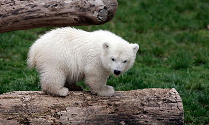Kleiner Eisbär Flocke