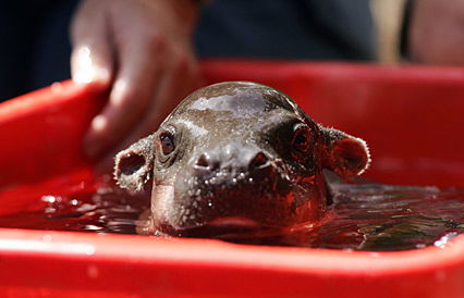 Mini-Hippo in der Wanne
