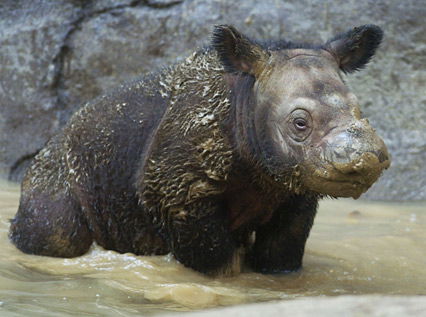Kleines Flusspferd