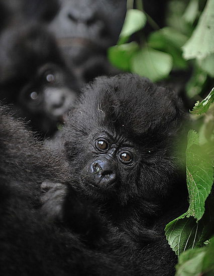 Kleiner Gorilla
