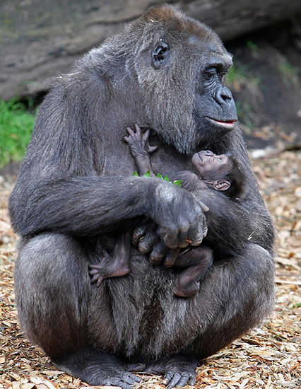 Gorilla-Mama mit Baby