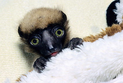 Kleiner Baby-Lemur