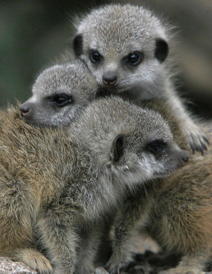 Erdmännchen beim Gruppenkuscheln