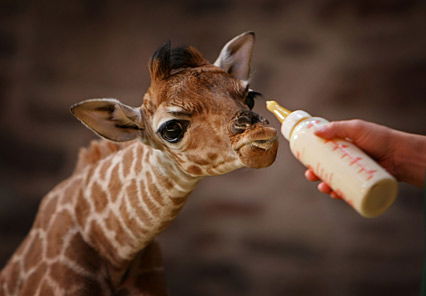 Kleines Giraffen-Junges