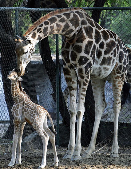 Giraffen-Mama mit Kind