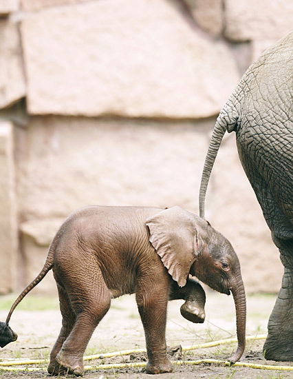 Kleiner Baby-Elefant