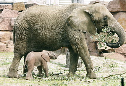 Mini-Elefant mit großer Mama
