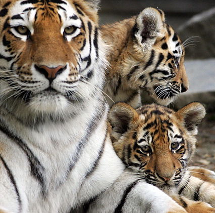 Tigermama mit Nachwuchs
