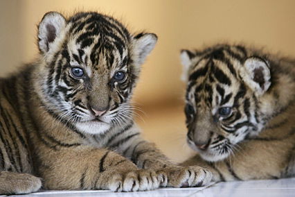 Kleine Tigerchen