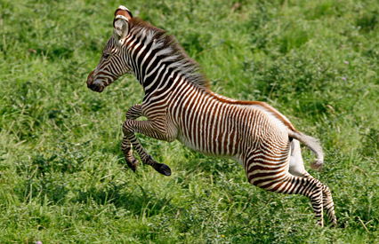 Junges Zebra-Kind