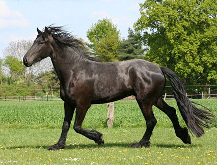 Barockpferderasse Friese