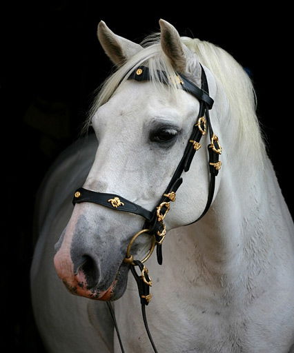 Königliche Pferderasse: Lipizzaner