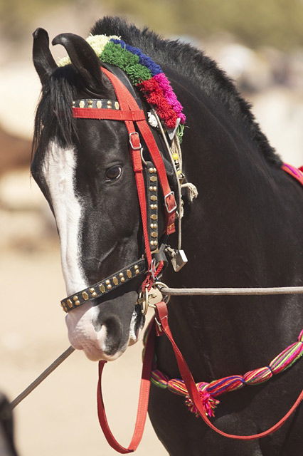 Indische Pferderasse: Marwari