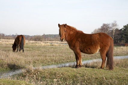 Pferde für Kinder: New Forest Pony