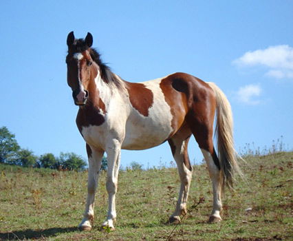 Gescheckte Pferde: Paint Horse