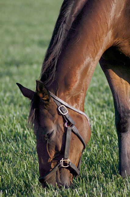 Gangpferderasse Paso Fino